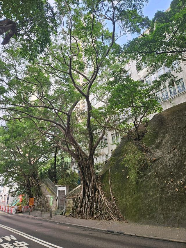 西環區最美的日落景色