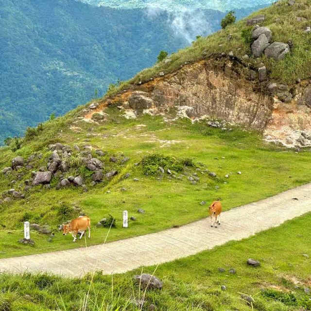  美景無窮∞羅定風車山