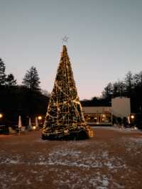 서울 근교 대형 크리스마스 트리 등장 카페나드🎄🎄