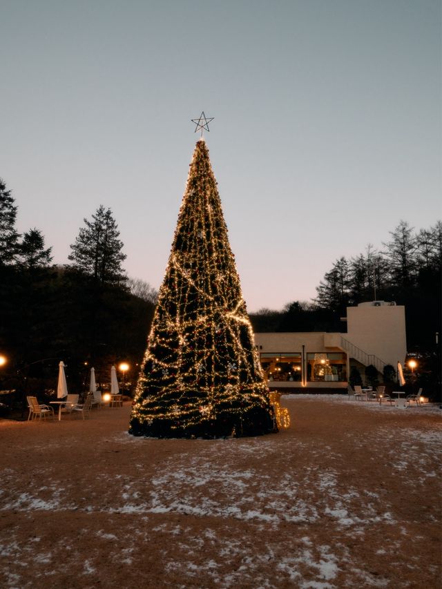 서울 근교 대형 크리스마스 트리 등장 카페나드🎄🎄