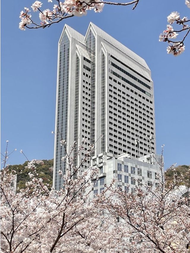 Ikutagawa River's Cherry Trees 