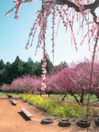 三重県で見れる河津桜スポット2選！🌸