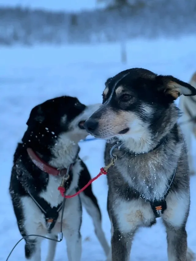 รีวิวกิจกรรมหมาลากเลื่อน#DogSleddingInKiruna
