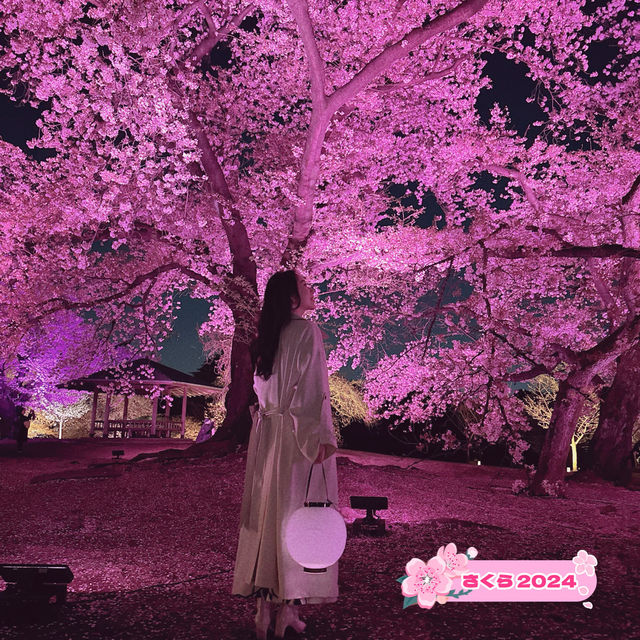【桜攻略🌸】今年も実施‼️NAKEDの桜イベントまとめ