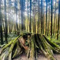 【臺北景點】陽明山國家公園：清新山區疲憊時放鬆