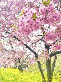 【河津桜まつり/静岡県】河津桜見るなら河津町へ