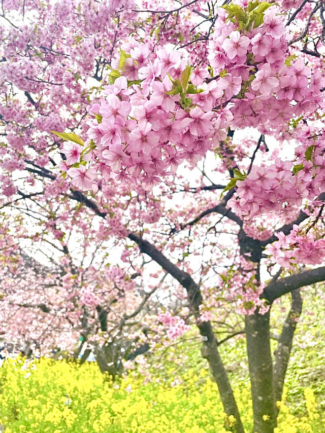 【河津桜まつり/静岡県】河津桜見るなら河津町へ