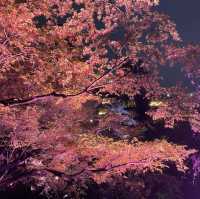 【白金台】八芳園で桜を堪能