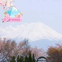 春の山梨旅🌸桜と富士山と河口湖とわちふぃーるど