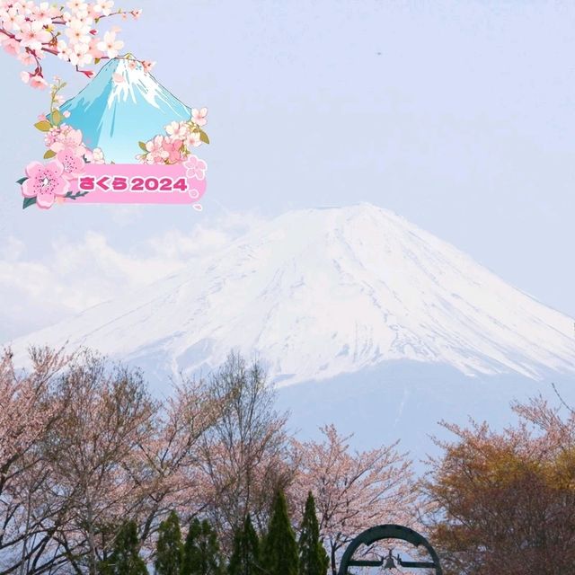 春の山梨旅🌸桜と富士山と河口湖とわちふぃーるど