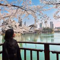 Discovering Seoul's Cherry Blossom Hotspots