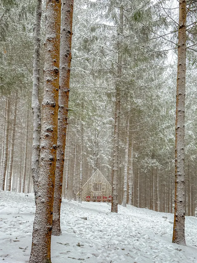 용평 스키장, 발왕산과 함께 가기좋은 애니포레❄️