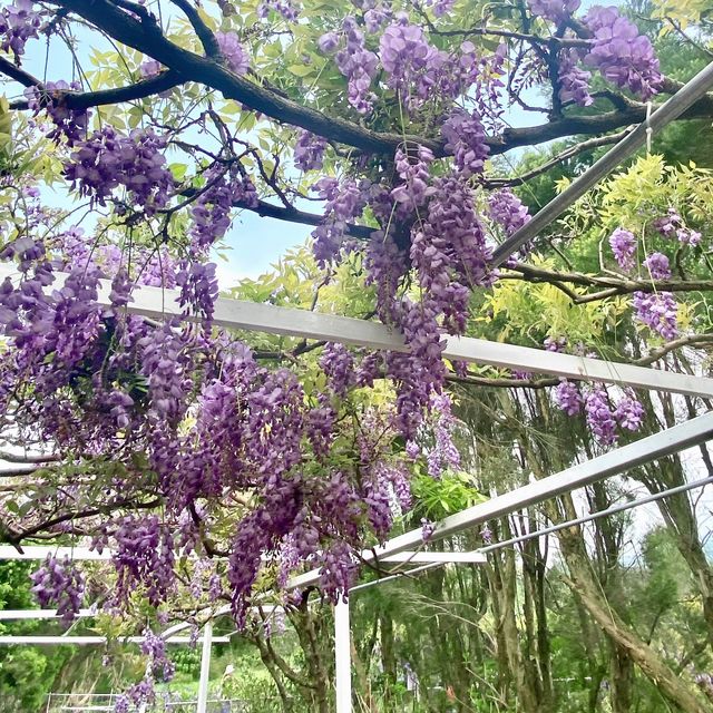 春日裡的紫色浪漫