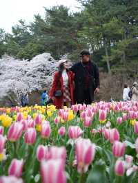 Hamamatsu Flower Park สวนดอกไม้ซากุระบานฉ่ำ