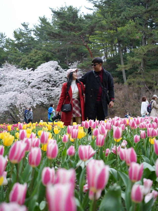 Hamamatsu Flower Park สวนดอกไม้ซากุระบานฉ่ำ
