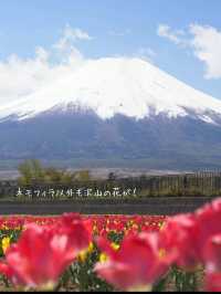 富士山とネモフィラが同時に見られる！山中湖花の都公園