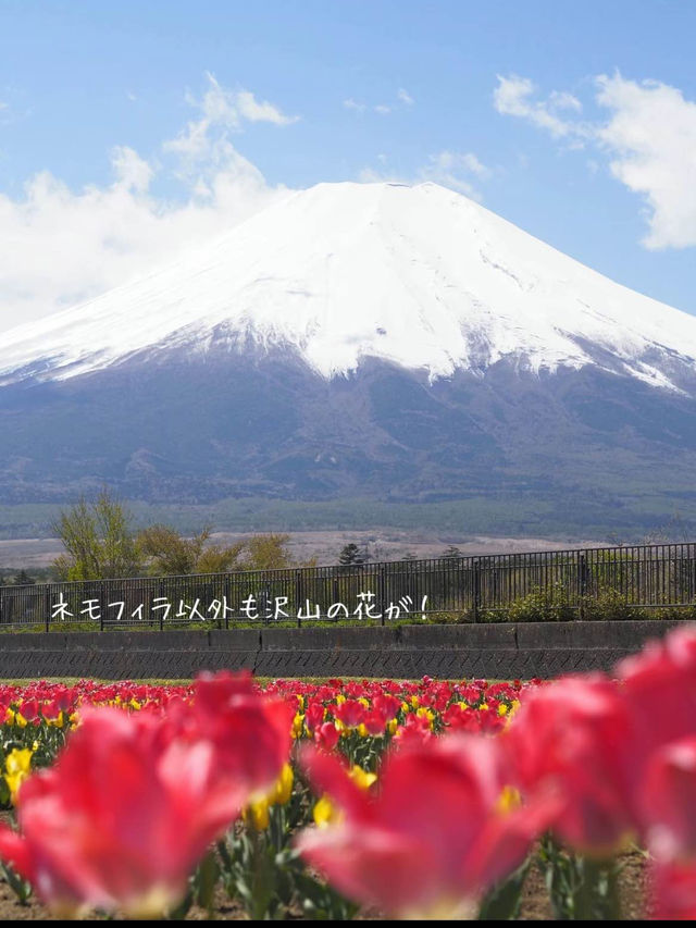 富士山とネモフィラが同時に見られる！山中湖花の都公園