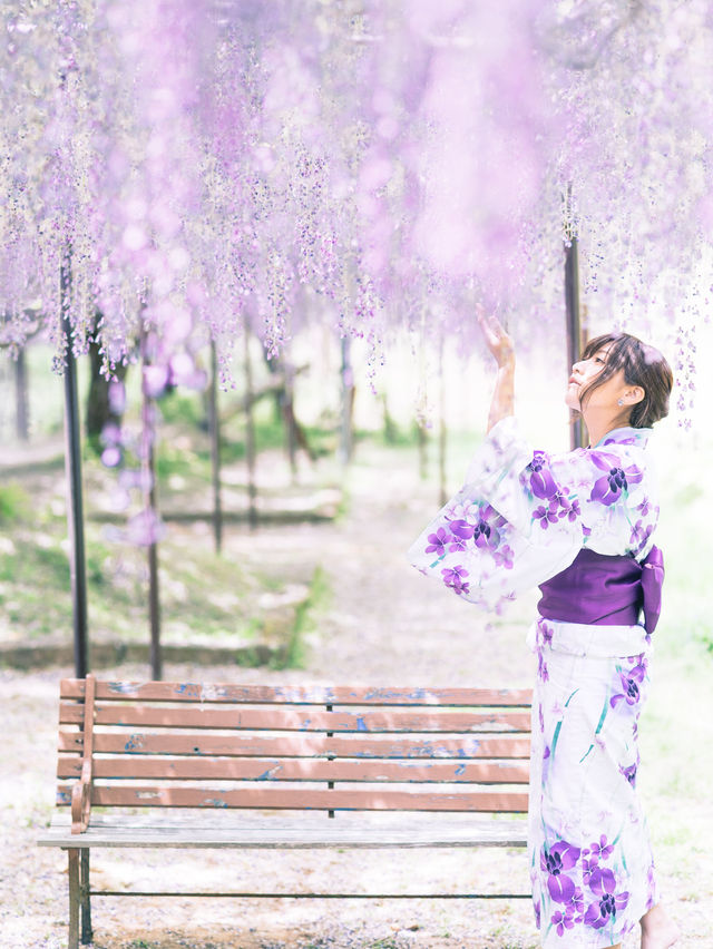 【圧巻の九尺藤！】白毫寺の藤棚が綺麗すぎる！