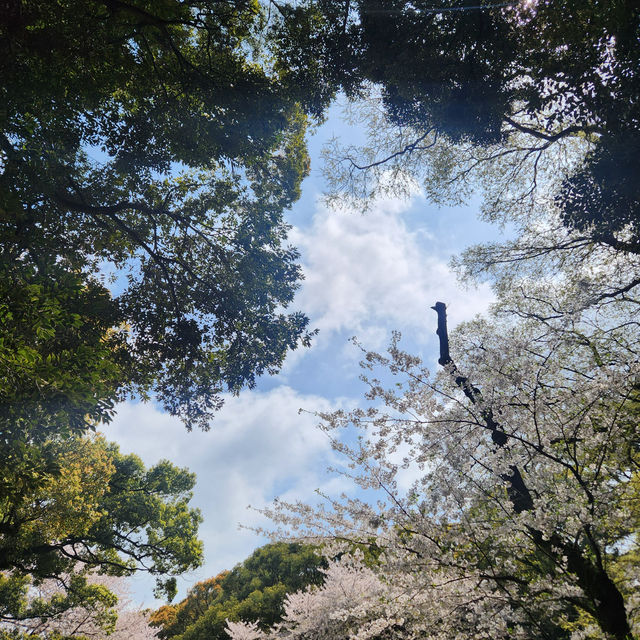 한국의 미와 어우러진 벚꽃명소, 제주 삼성혈🌸