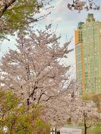 서울 잠실 벚꽃명소 석천호수🌸