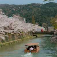 下田公園～櫻花盛宴
