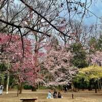 🌸【東京春天好去處】井之頭恩賜公園櫻花盛放，適合休閒放鬆