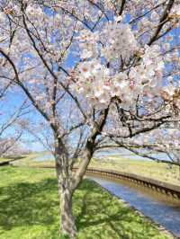 【2024年桜】石川県の木場潟公園