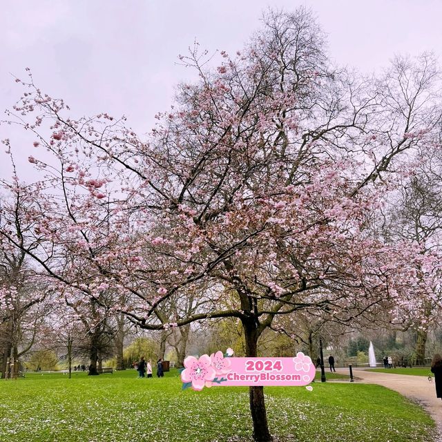 ❣️🌸St James Park London Cherry Blossoms