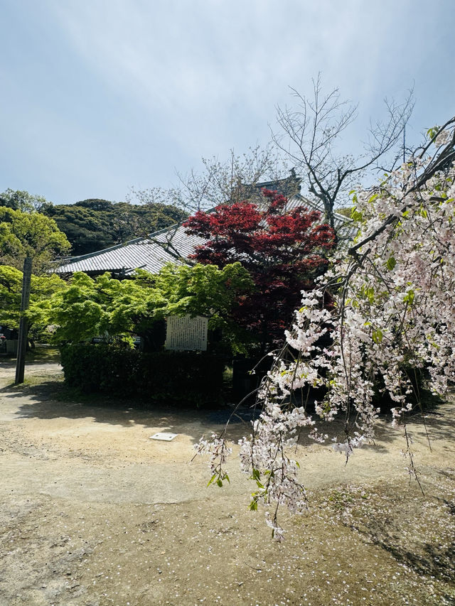 【山口観光】城下町長府の季節を感じられる歴史的寺院