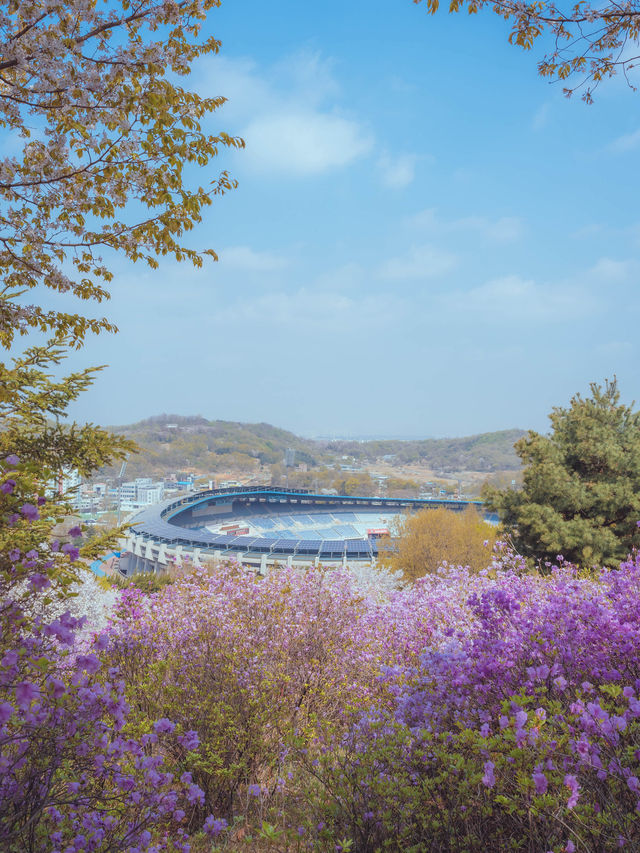 봄이되면 보라빛 진달래 꽃 동산에서 벚꽃나무를 함께 볼 수 있는 이곳은“부천 원미진달래동산“ 