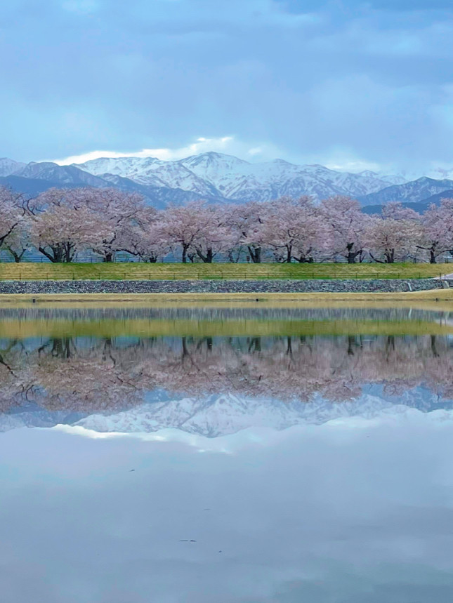 一生に一度は見たい🌸春の四重奏🌸あさひ舟川 | Trip.com 朝日町
