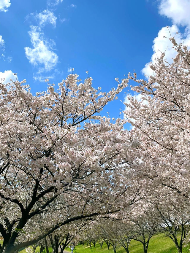 Akabane Sakuratsutsumi Park