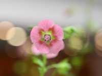 香港公園舉辦食用花與香草展覽