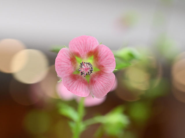 香港公園舉辦食用花與香草展覽