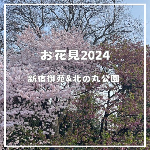 桜鑑賞【新宿御苑and北の丸公園】