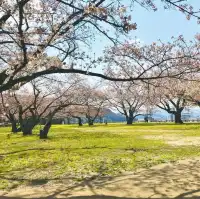 Cherry Blossom Tottori