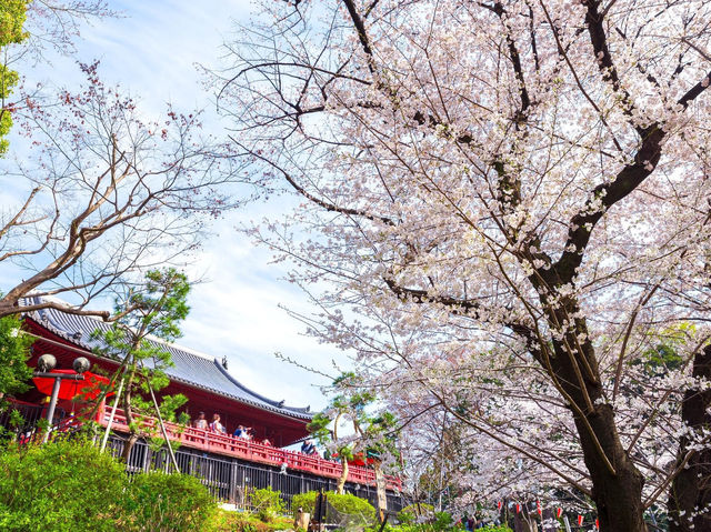 上野恩賜公園櫻花