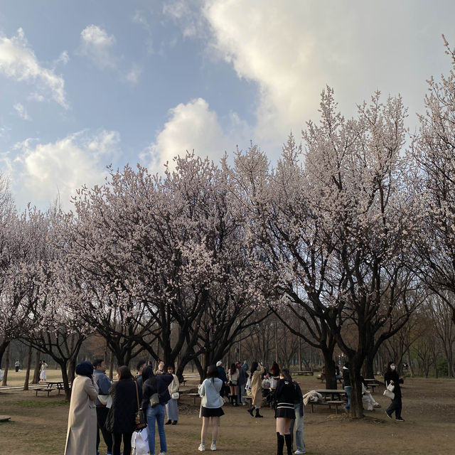 ไปเดินชมป่าใจกลางเมืองโซล ที่ Seoul Forest 🍃