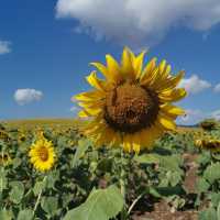 Kyao Yai Famous Sunflower field - Rai Manee Sorn