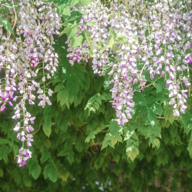 나만 알고싶은 등나무꽃 명소 3곳 🍇💟
