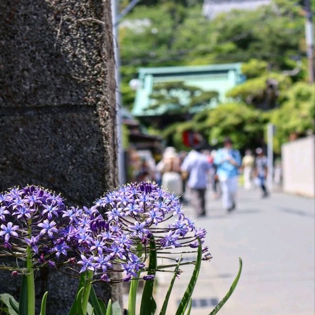 日本古都鎌倉