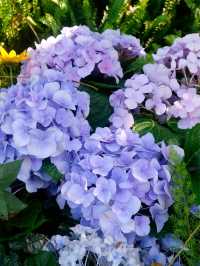春暖花開，深圳花展攻略