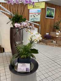 🌸🌼✨ 春天好去處：繁花似錦霍士傑溫室 ✨🌼🌸