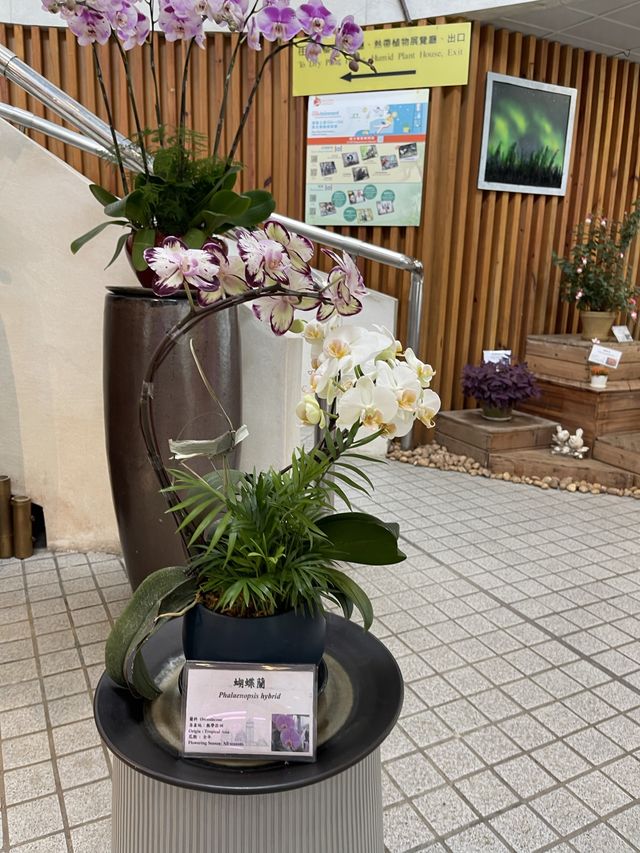 🌸🌼✨ 春天好去處：繁花似錦霍士傑溫室 ✨🌼🌸