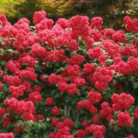 Rose season in Seoul