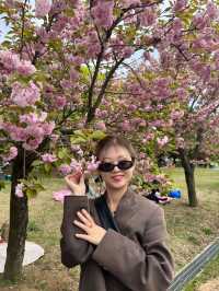 서울 근교 겹벚꽃 명소, 경기도 하남 겹벚꽃 명당 ‘미사경정공원’