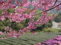 阿里山花季