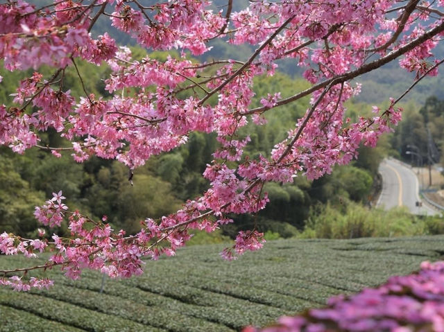 阿里山花季