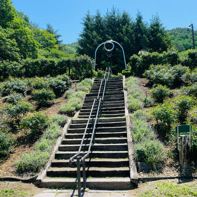 【長野県/高遠　約270種類のバラが咲く丘の上のローズガーデン🌹】