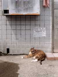 Houtong Cat Village หมู่บ้านแมวไทเปสุดคิ้ว 🏠🐈